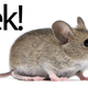 Image for article titled Mouse On 757 Grounds Flight, Causes Bad Samuel Jackson Imitations